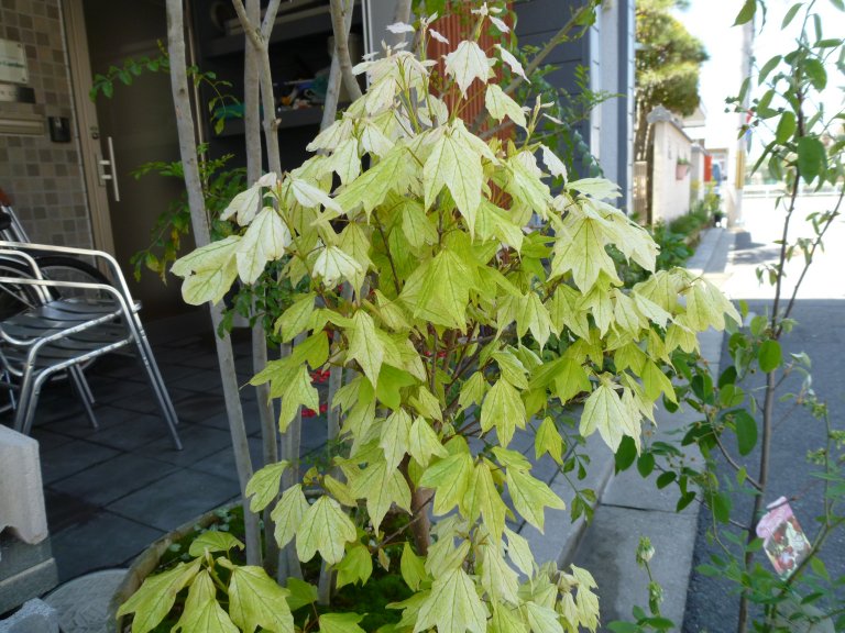 花散里